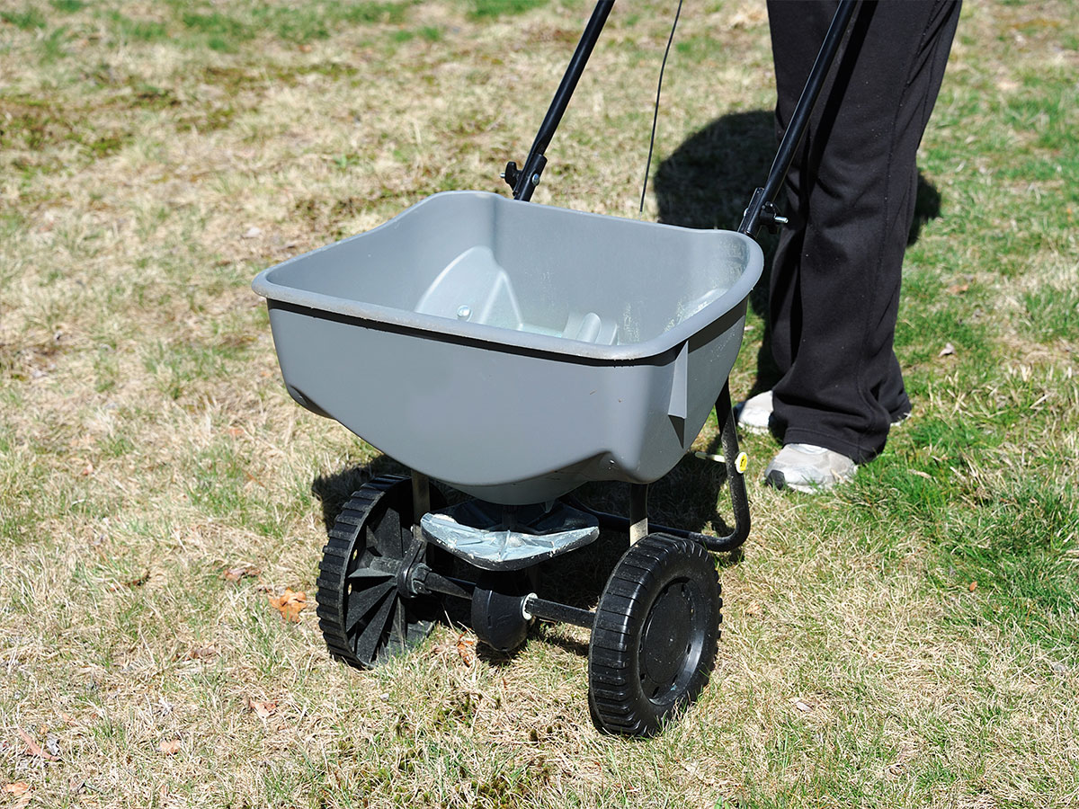 Fertilize the lawn in spring