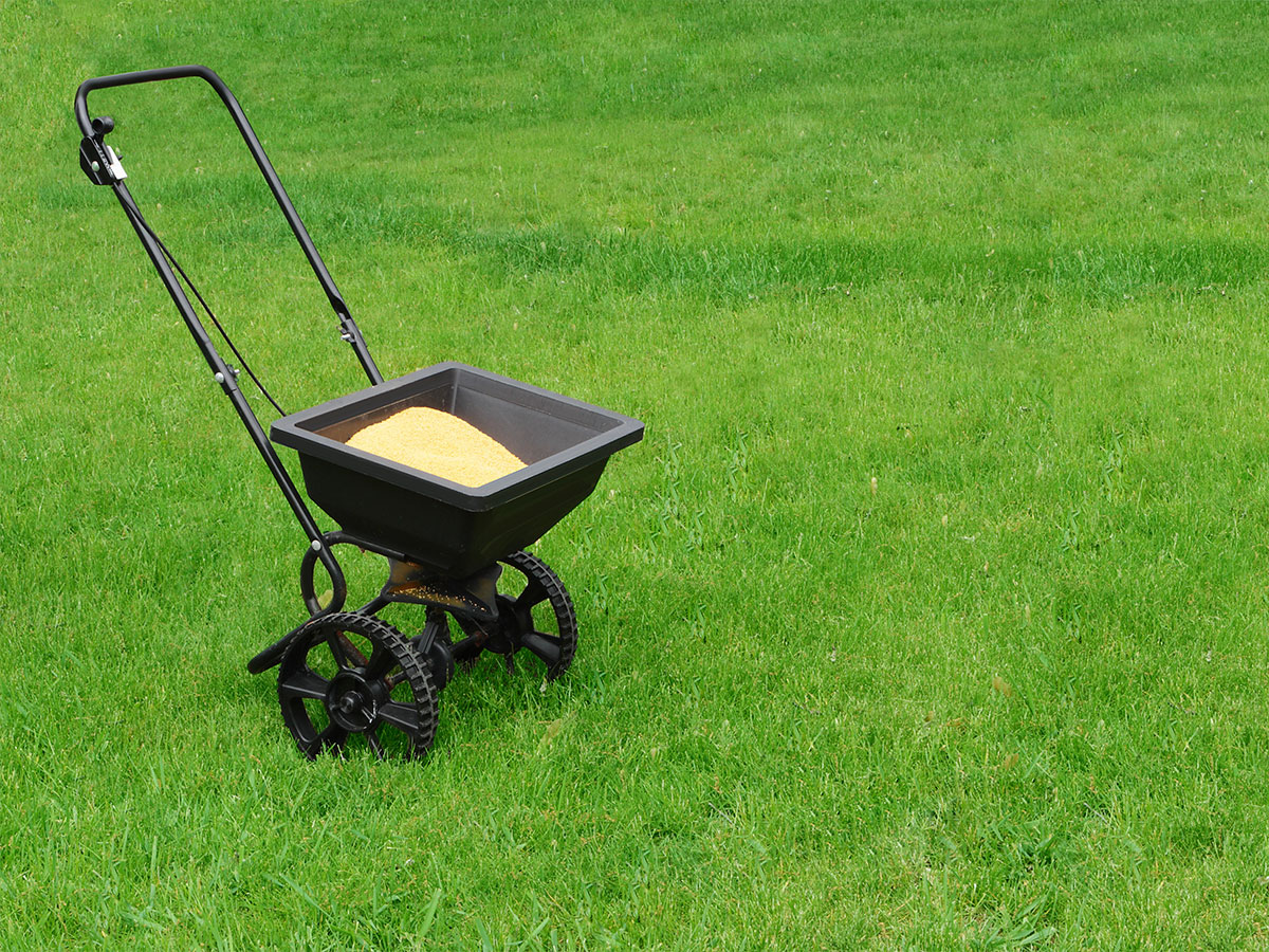 Fertilize the lawn in summer