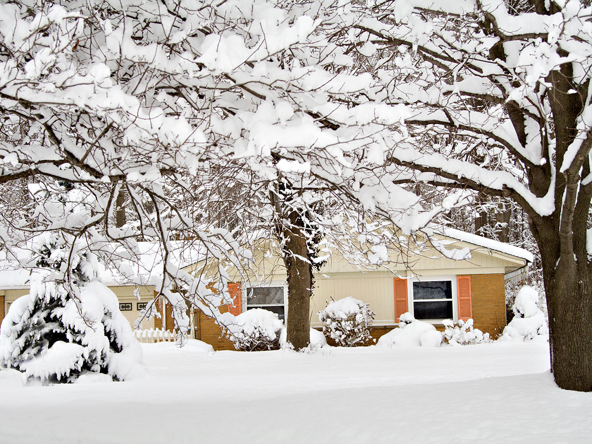 Knock snow off tree branches 