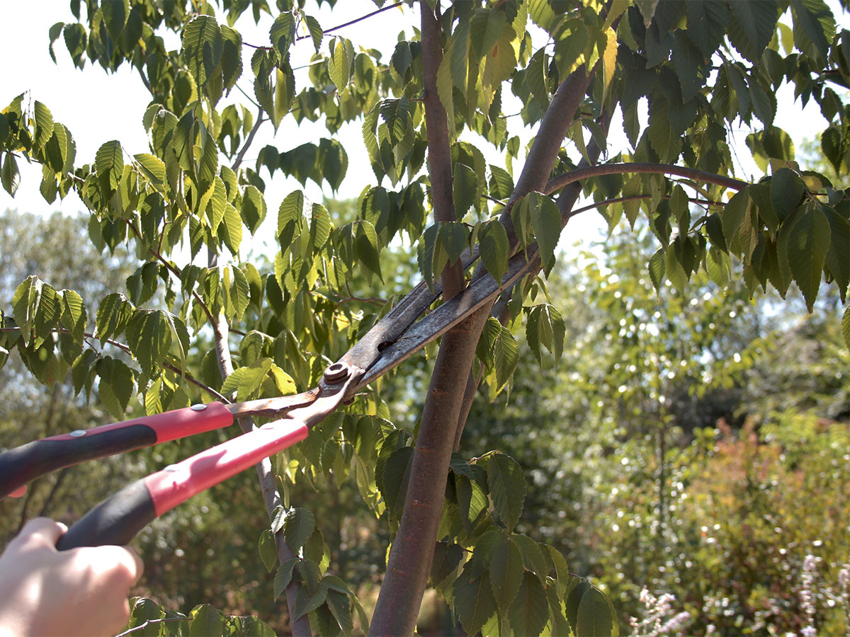 Prune tree branches and limbs 