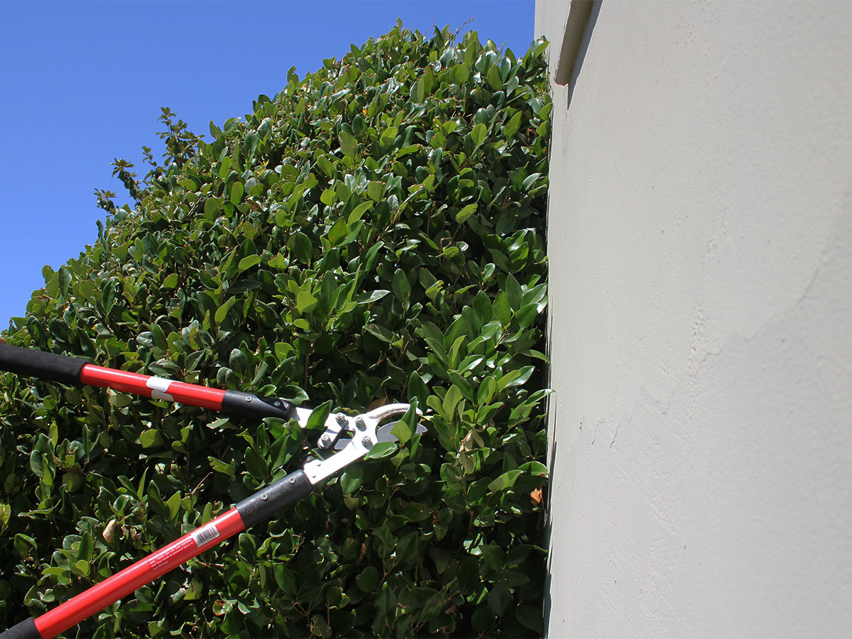 Trim shrubs away from siding 